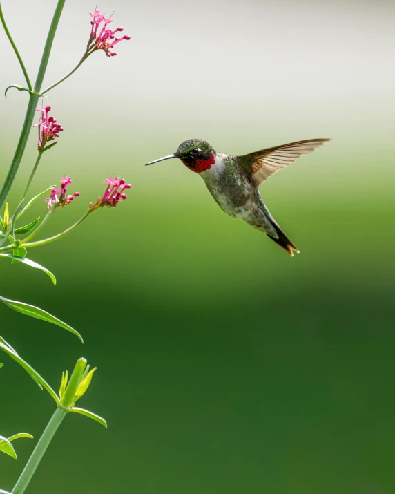 there is a bird flying above some purple flowers