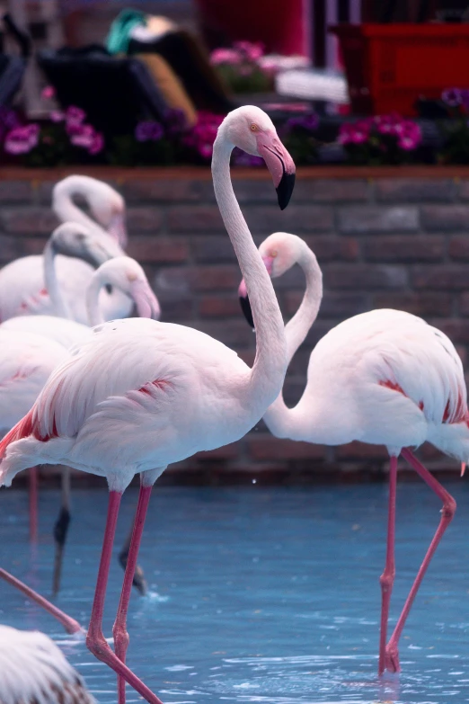 a group of flamingos wading in a blue pool