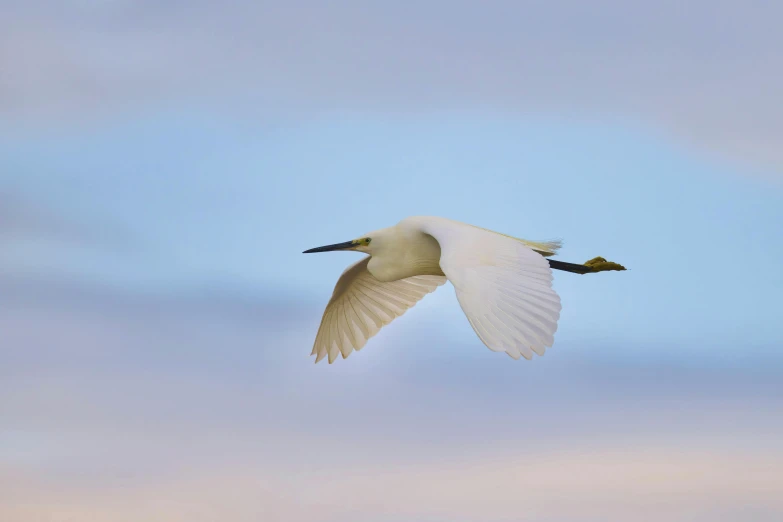 a white bird flying on top of a cloudy sky