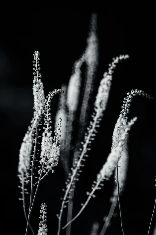 the image has black and white po with long, thin flowers