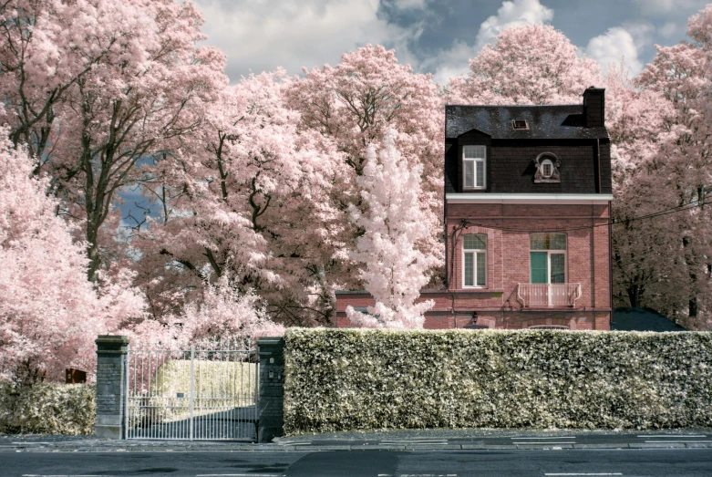 trees filled with pink flowers behind a brick fence