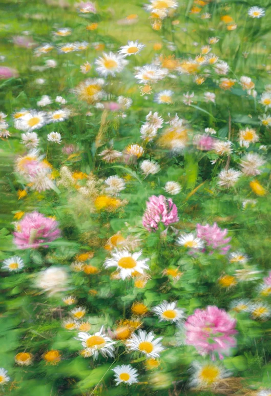 there is a field full of wild flowers and daisies