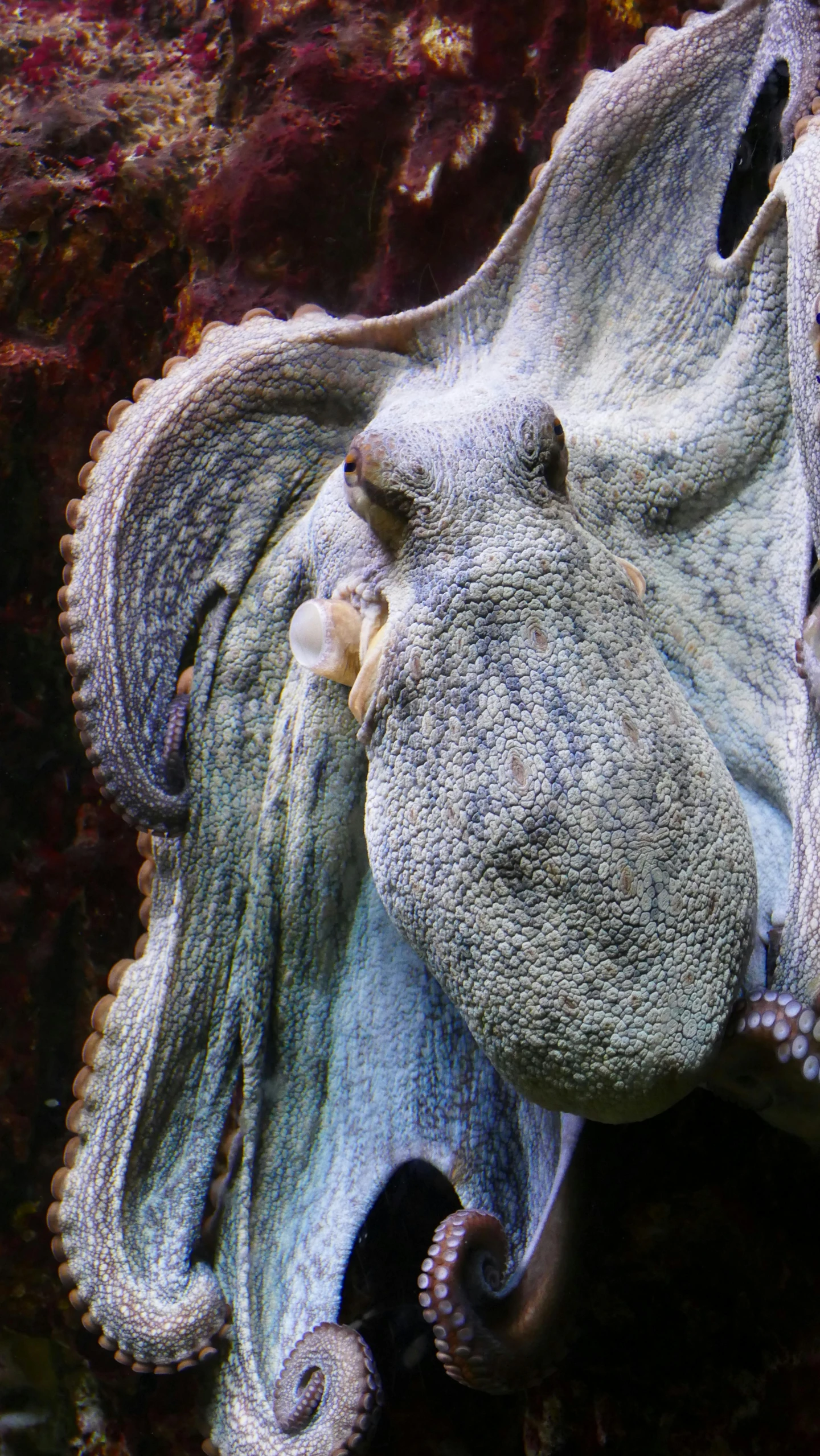 octo with its back to the camera, with seaweed hanging on it