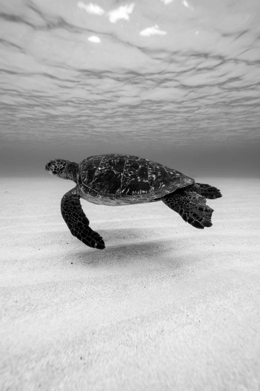 a black and white pograph of a sea turtle