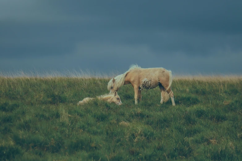 a brown and white horse grazes on grass in a field