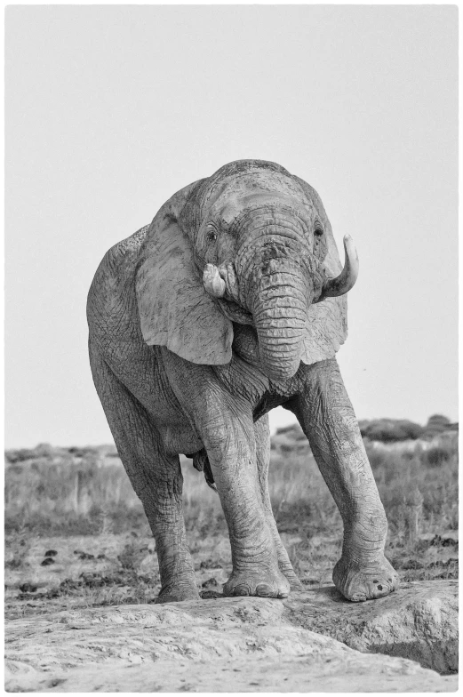 an elephant with tusks and some dirt and grass