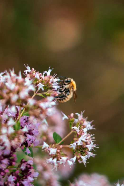 a bee is flying away from some flowers