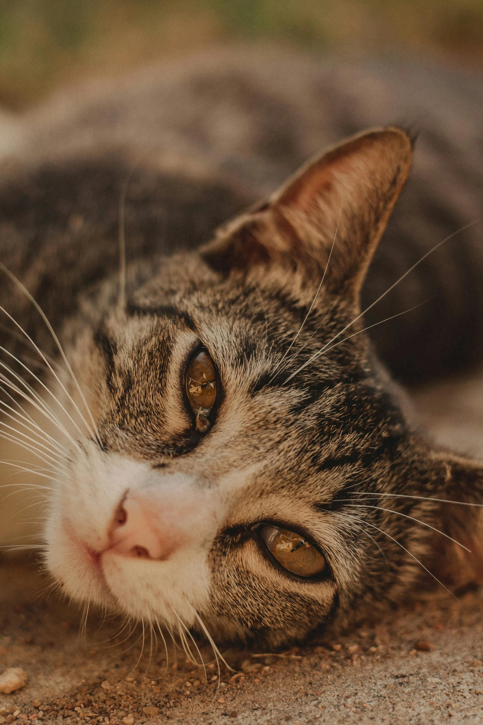 a cat laying down on the ground next to green grass