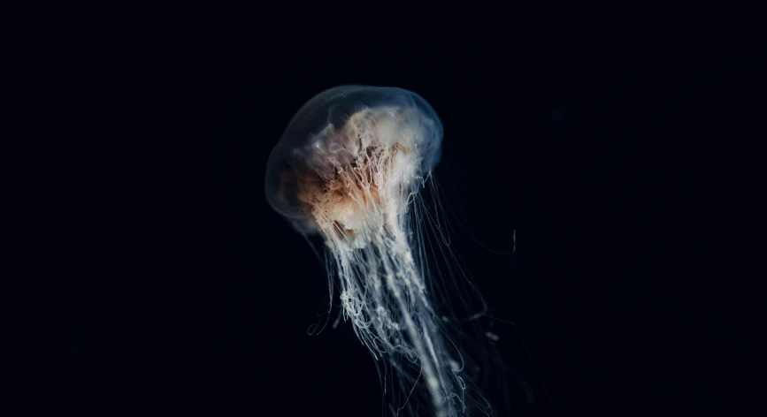 a jellyfish is pographed while it is floating in the ocean