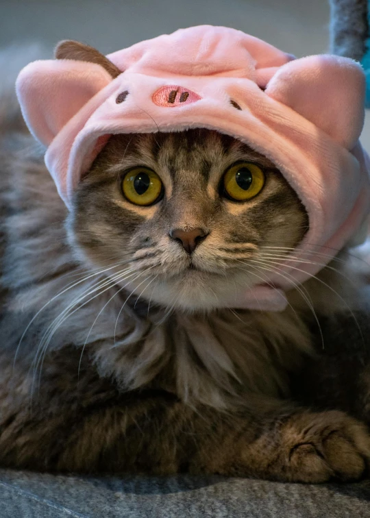 a grey cat wearing a pink pink kitty hat