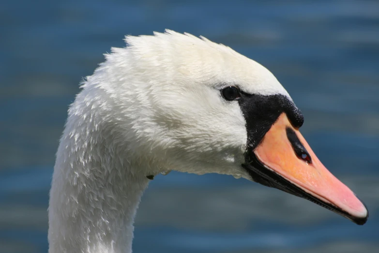 the goose is looking forward while standing by the water