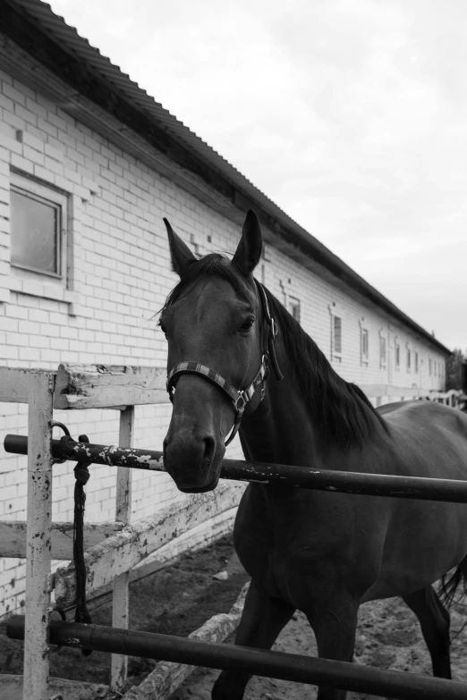 a horse walking near a building and its head on a rail