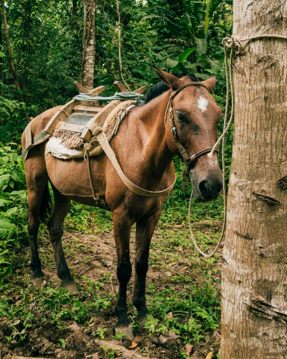 a brown horse wearing harness standing next to a tree