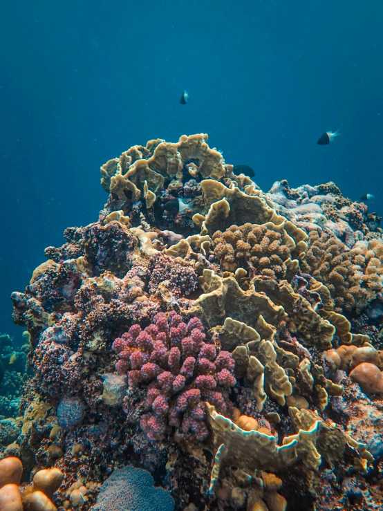 a marine scene with a variety of reef corals