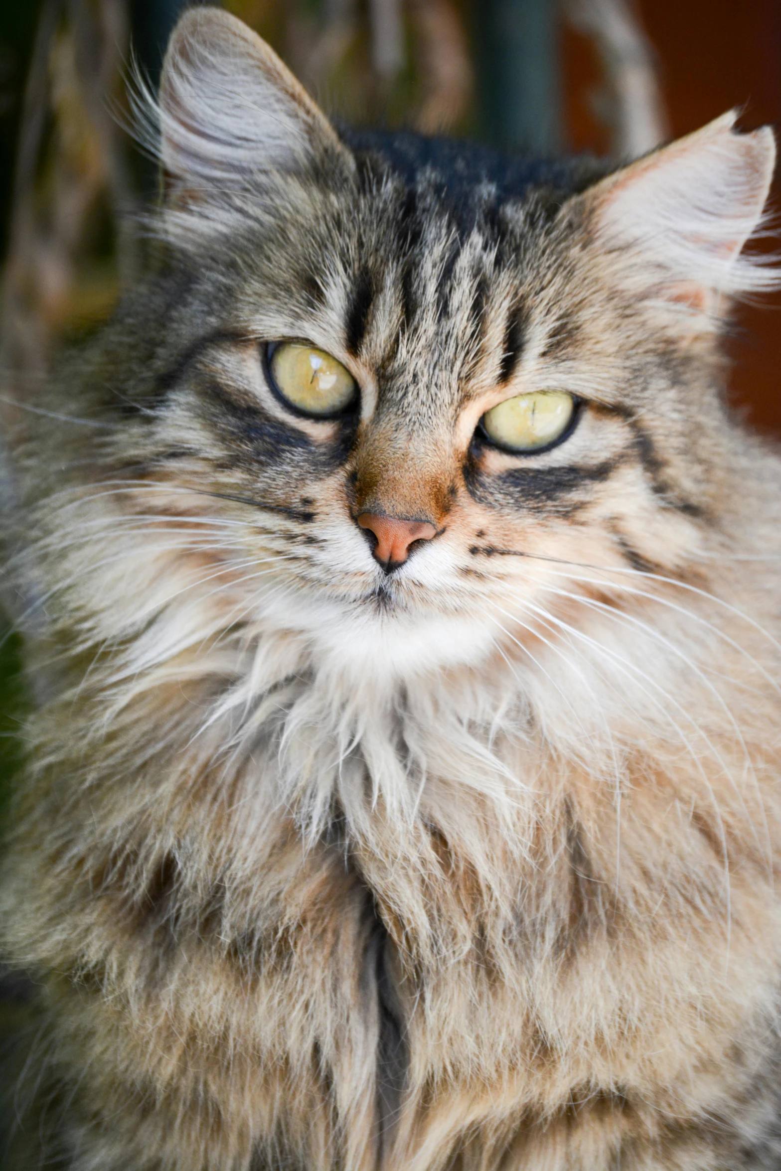 closeup image of fuzzy cat looking at the camera