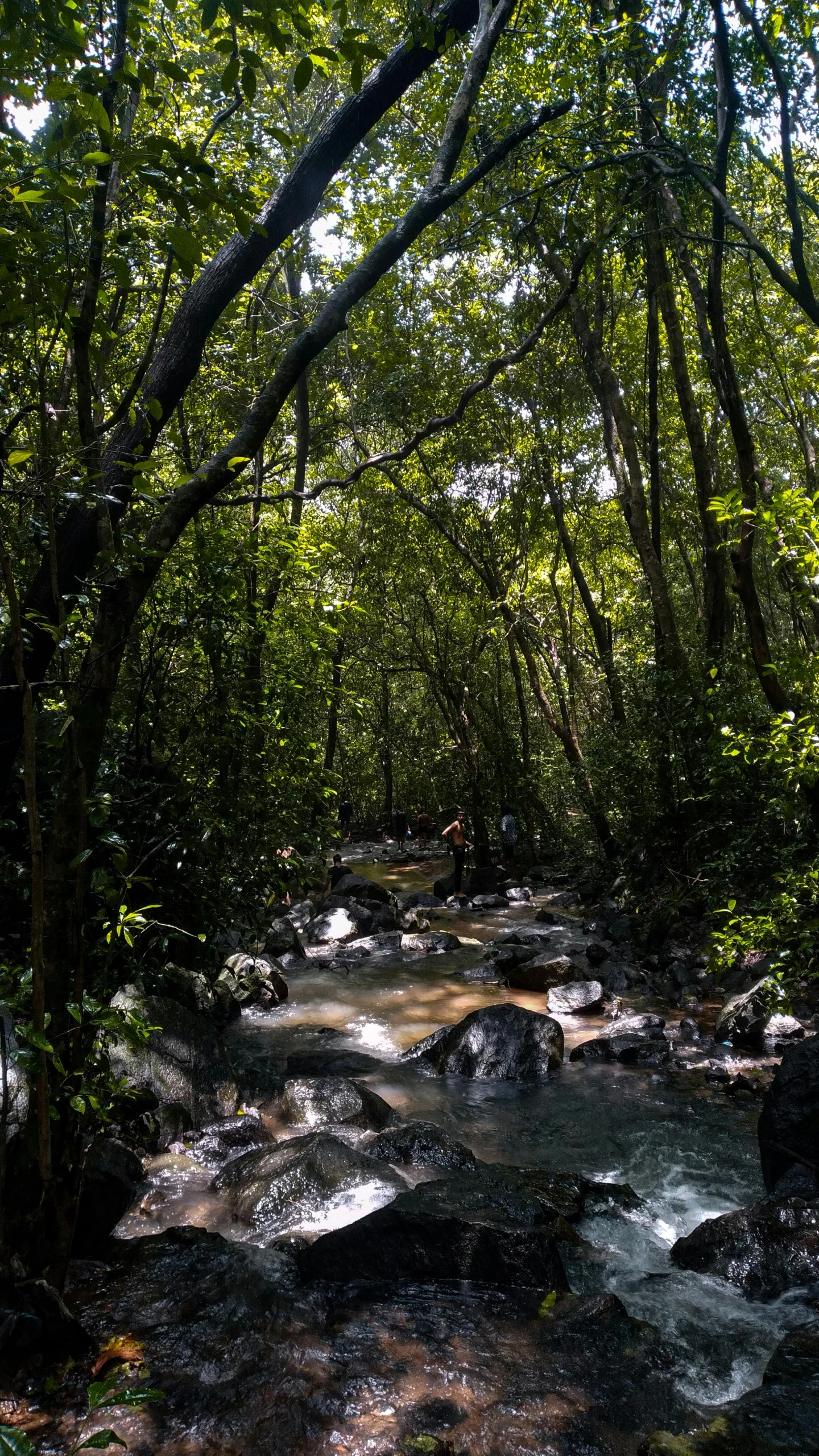 a stream running through a forest filled with trees