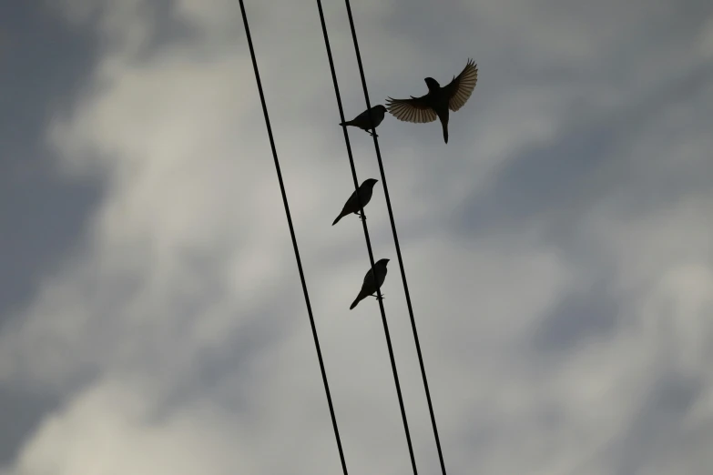 three birds sitting on wires and wires under cloudy skies