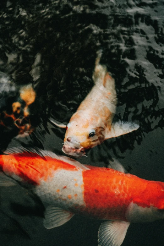 two orange and white koi fish are in the water