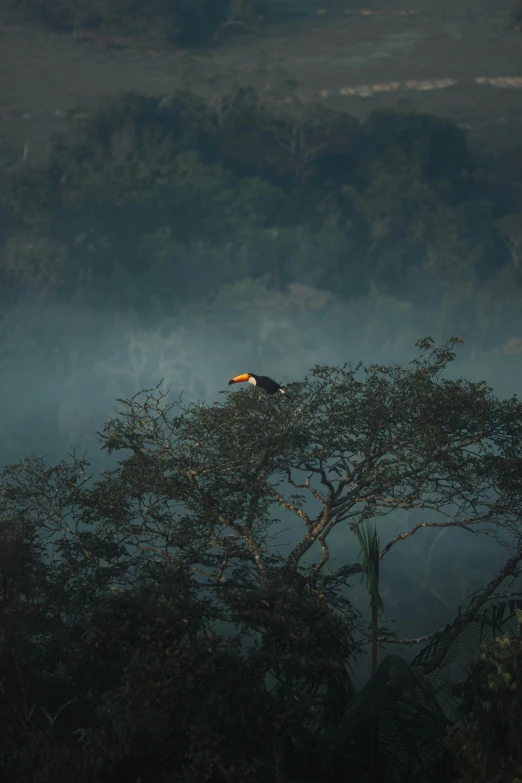 a single bird perched in a tree with fog