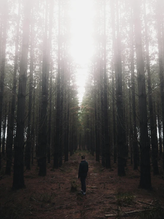 a man walking through a wooded area with fog