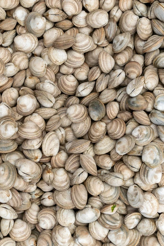 shelled shells, which are arranged in an image