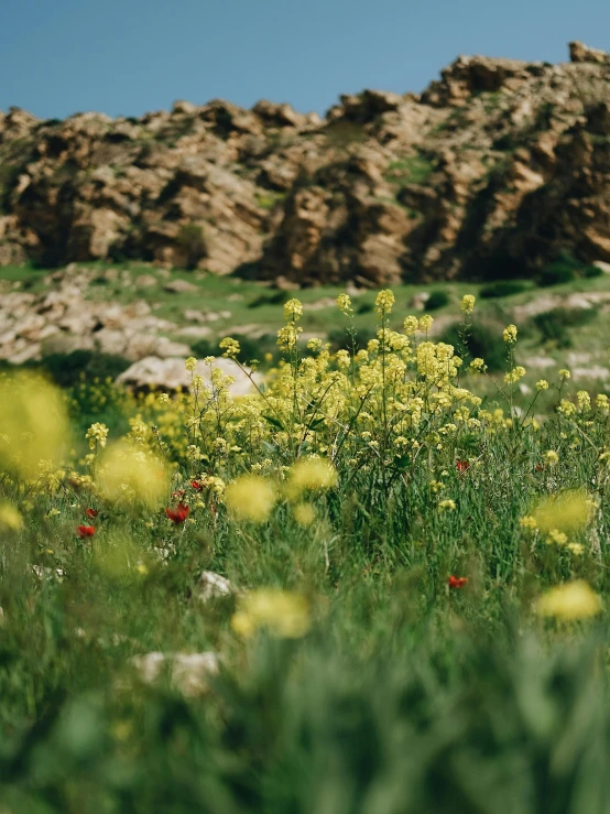 a mountain with many wildflowers and small rocks