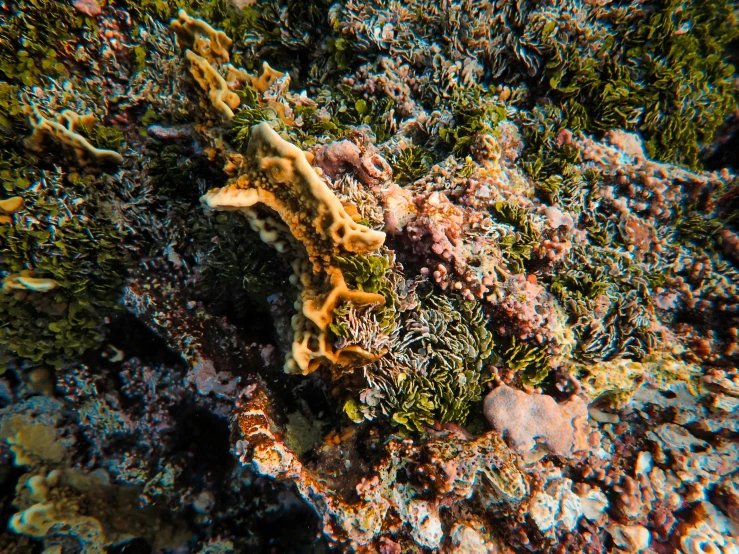 a small orange and green piece of sea life