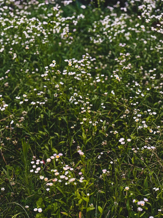 wildflowers in a field of grass and white flowers