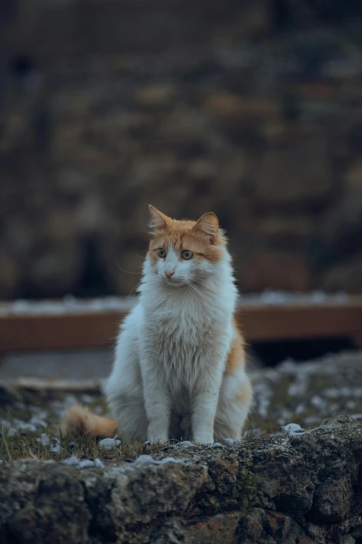 an orange and white cat is sitting on a rock