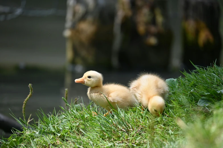 small ducklings walking in the grass near the water