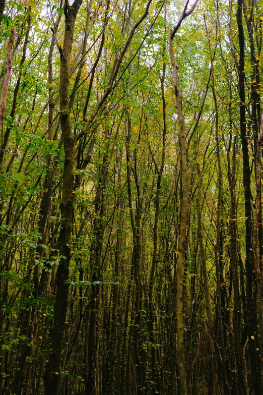 a wooded area has green trees and shrubs