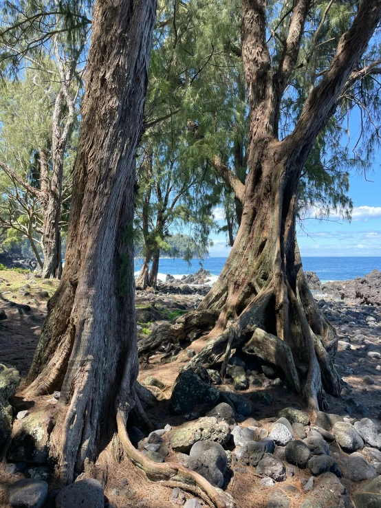 several trees in the wilderness with rocks and water