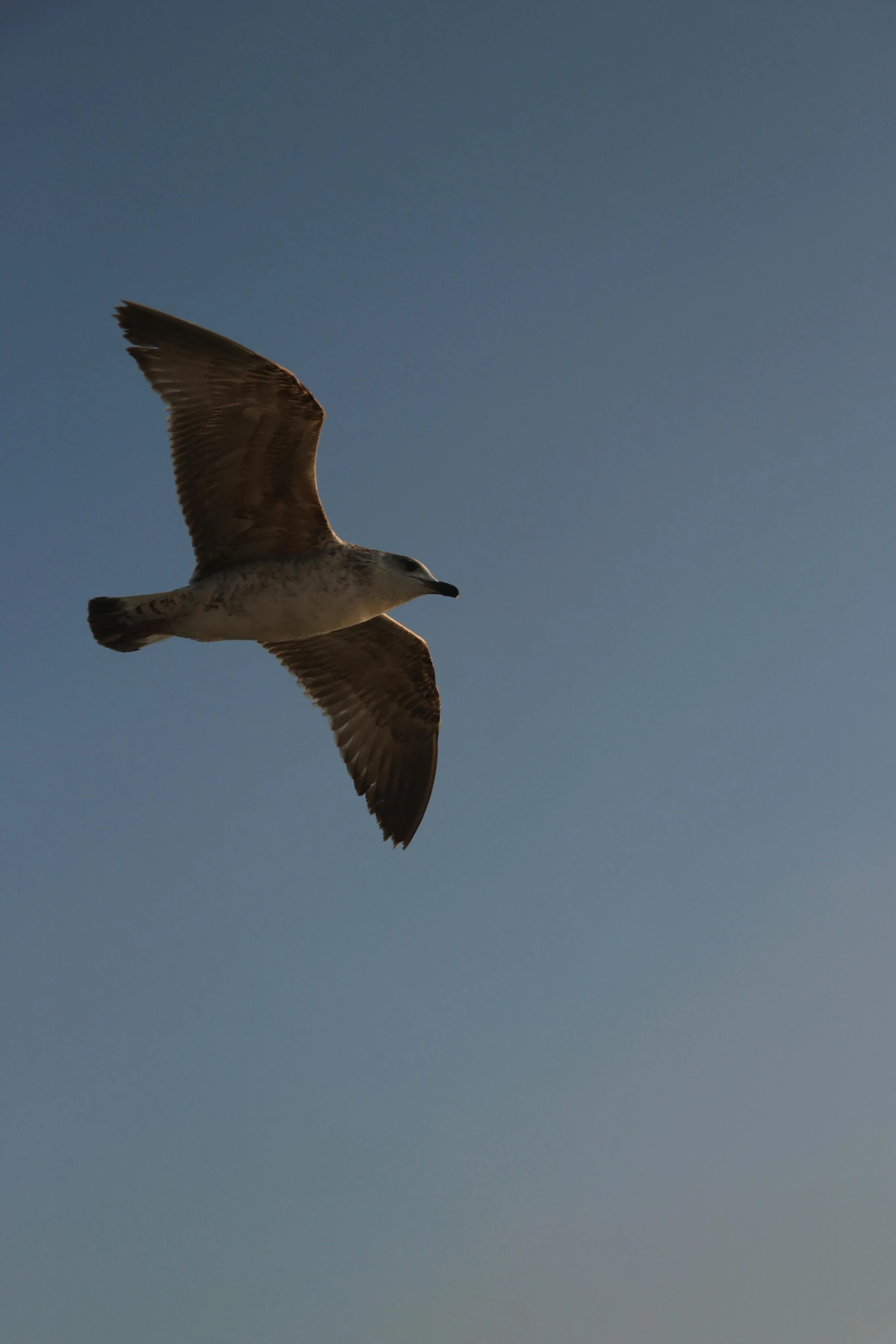 a big bird flying in the blue sky