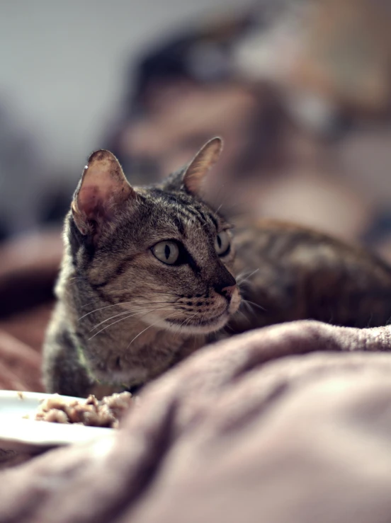 cat laying down on blankets with its head cocked