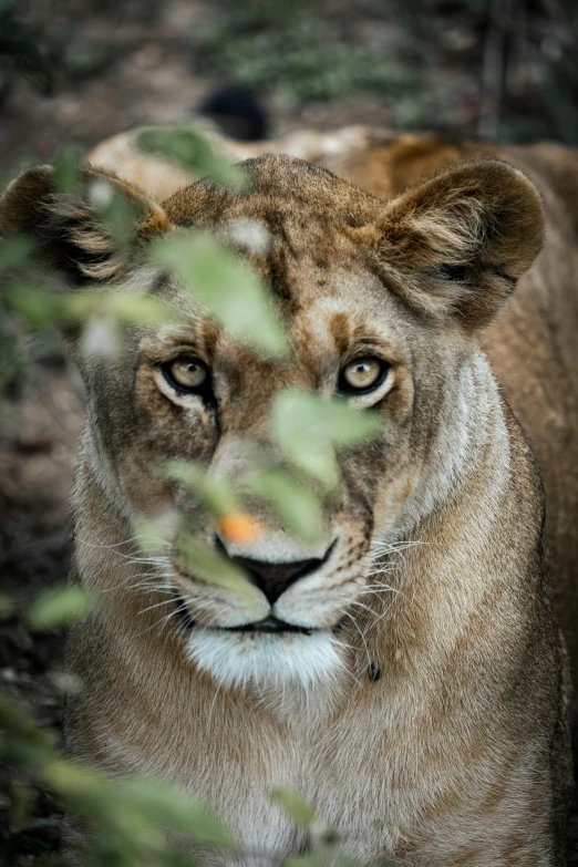 a single lion cub walking through some thick brush