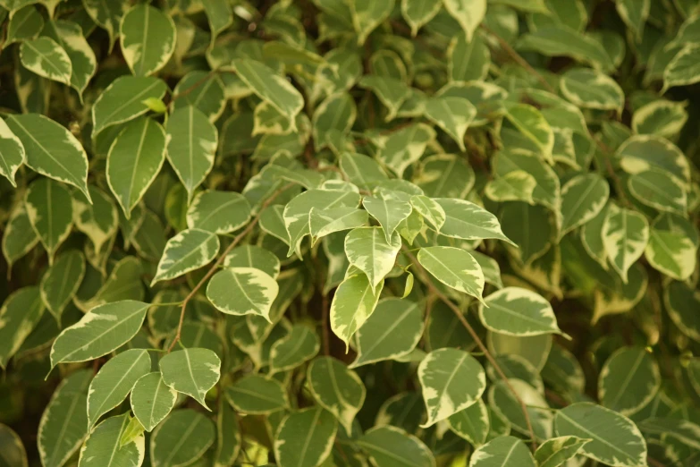 green leaves growing in a garden near one another