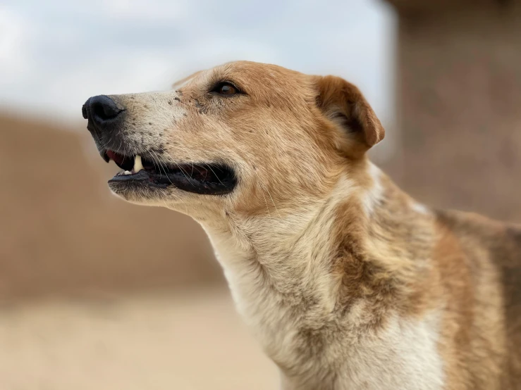 a dog is looking into the distance, his mouth open