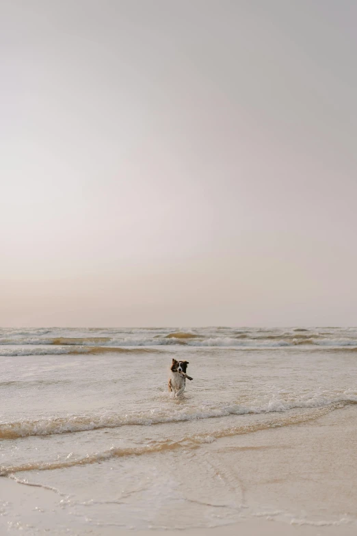 a person and their dog walking in the ocean