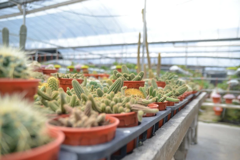 a couple of large plants in some small brown pots