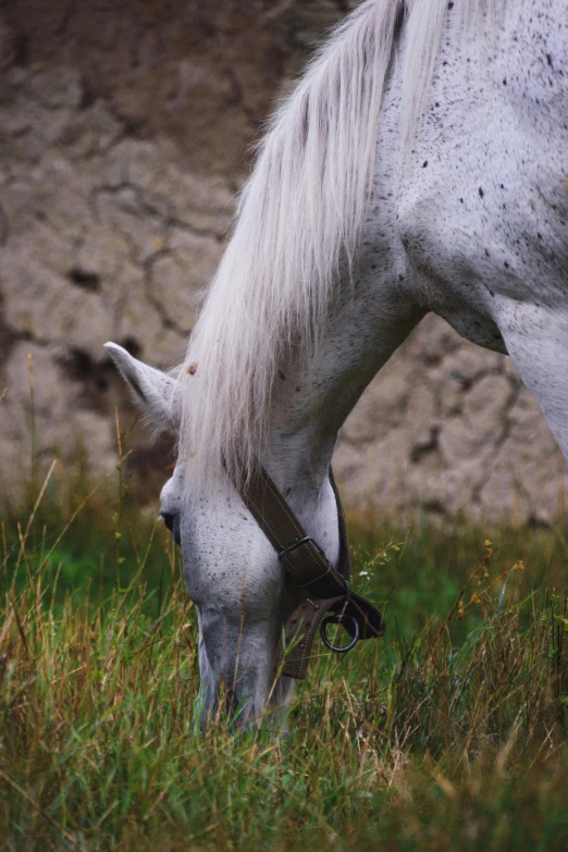 a white horse grazing in tall grass near a wall