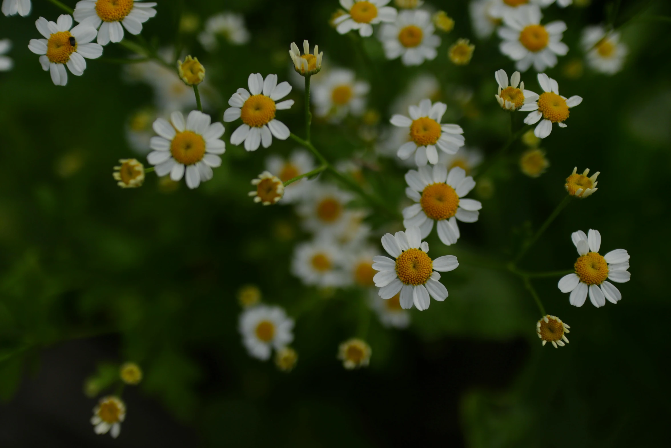 daisies growing in the middle of some green