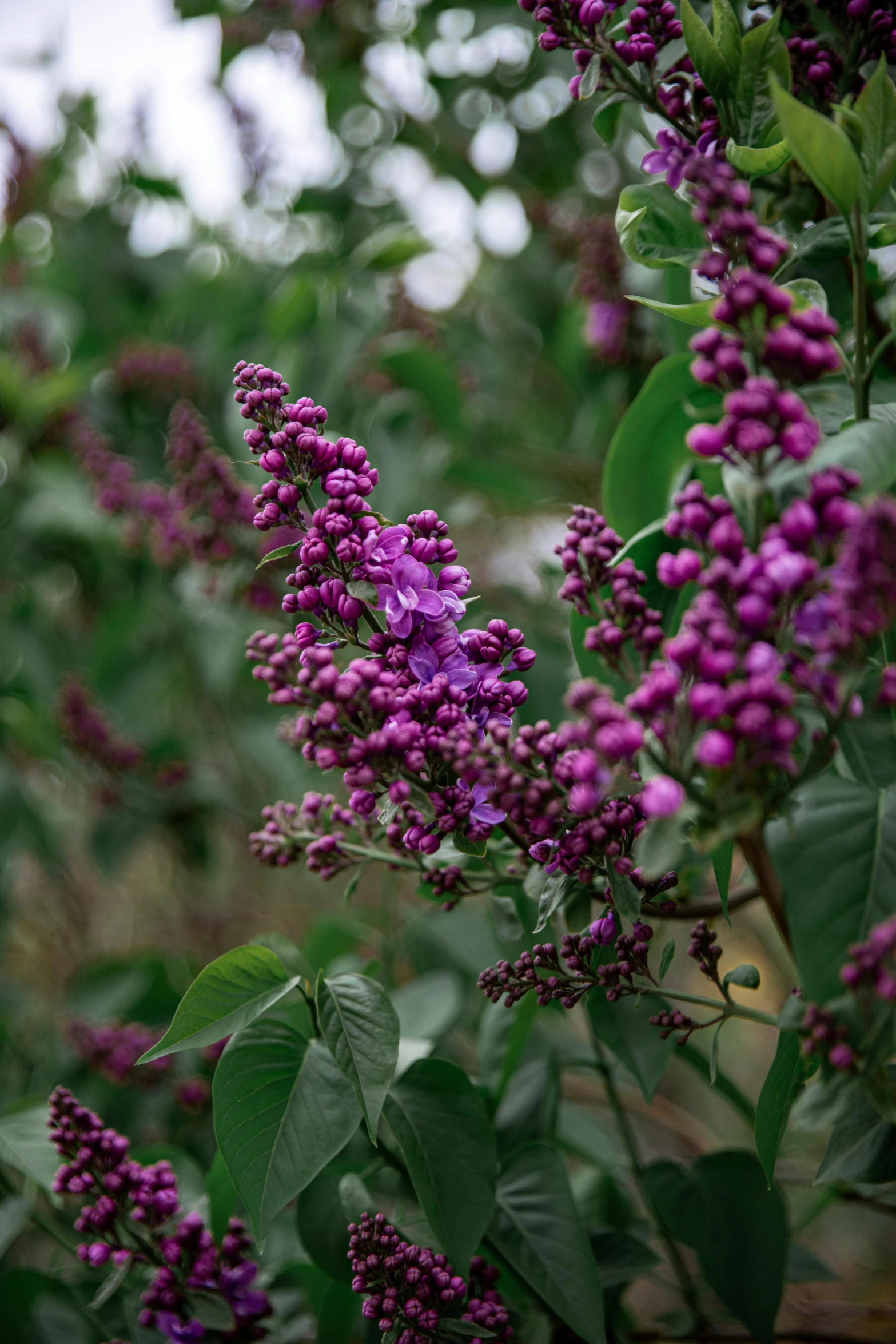 a group of purple flowers are in the grass