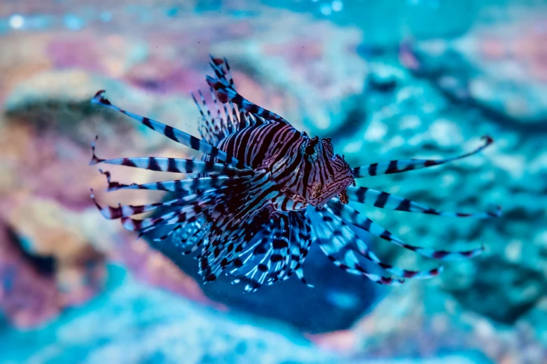 a close up of a fish on a reef