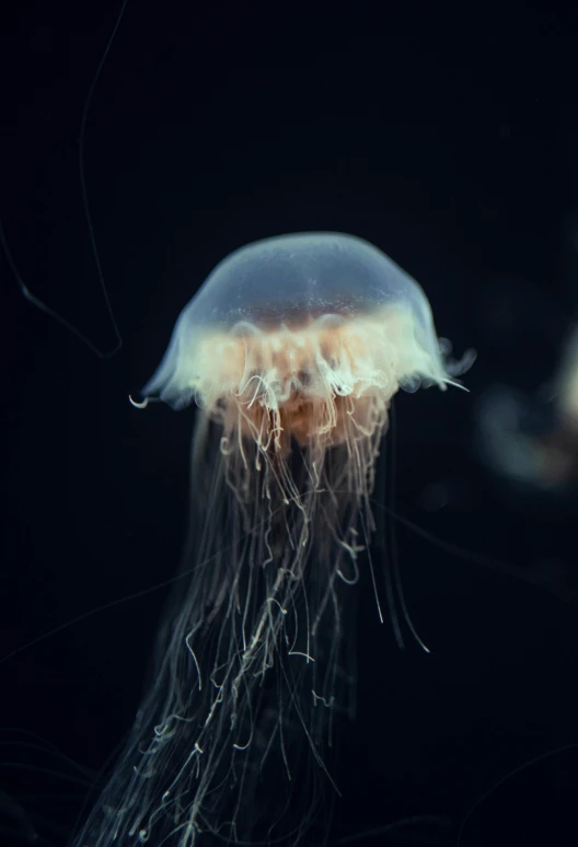 a po of some type of jellyfish