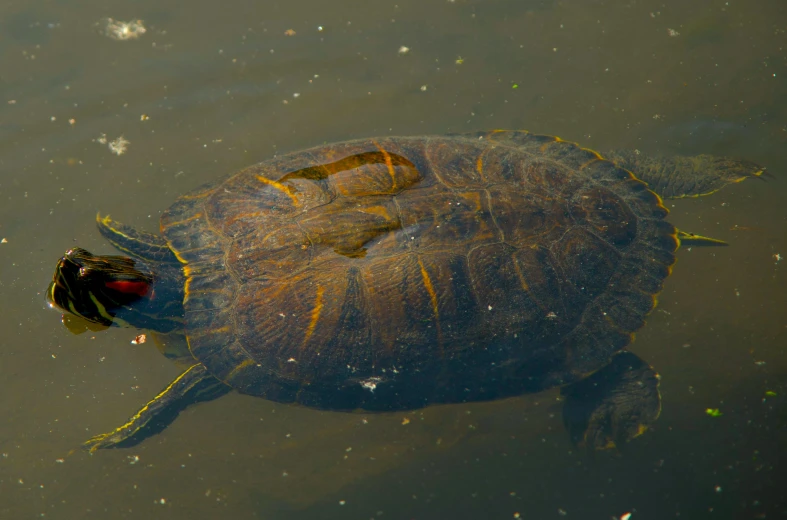 a turtle sitting in the water with its head turned and eyes open