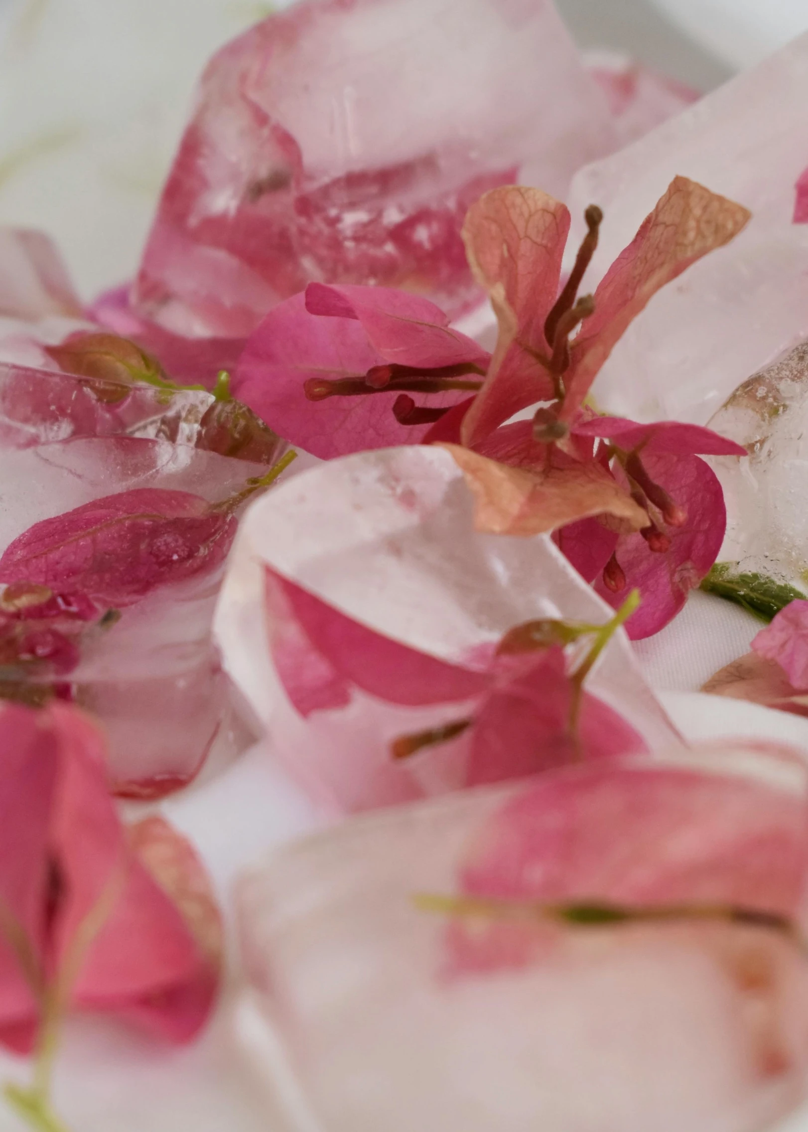 flower petals and ice on a plate