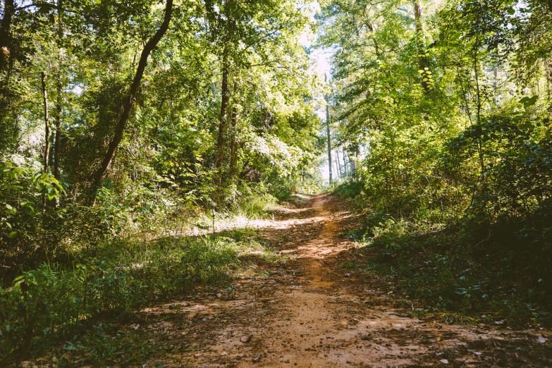 an image of the sun coming through some trees