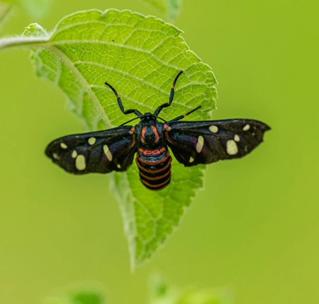 black and white bug with black dots on its back and wings, resting on a green leaf