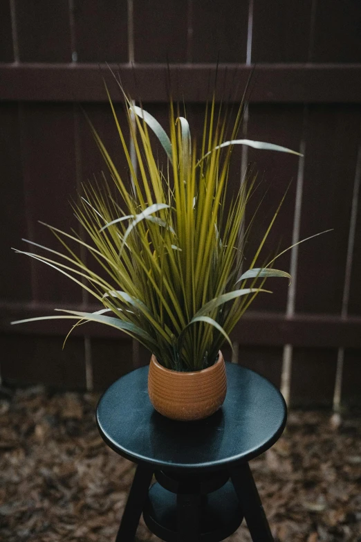 a small potted plant on a table outside