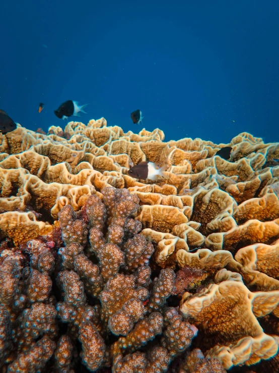 a great s of an underwater coral that has some sort of an fish on it